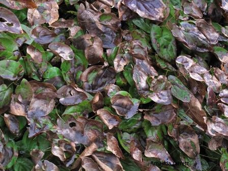 winterkill,winter damage plants,brown leaves on Epimedium barrenwort
