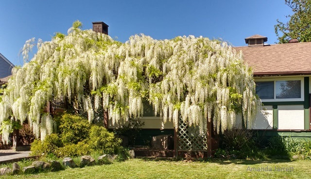 pruning wisteria,summer pruning wisteria,taming wisteria