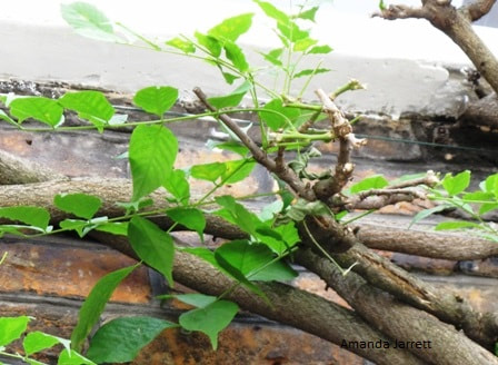 wisterias,pruning wisteria,The Garden Website.com,Amanda Jarrett,Amanda’s Garden Consulting,garden website 