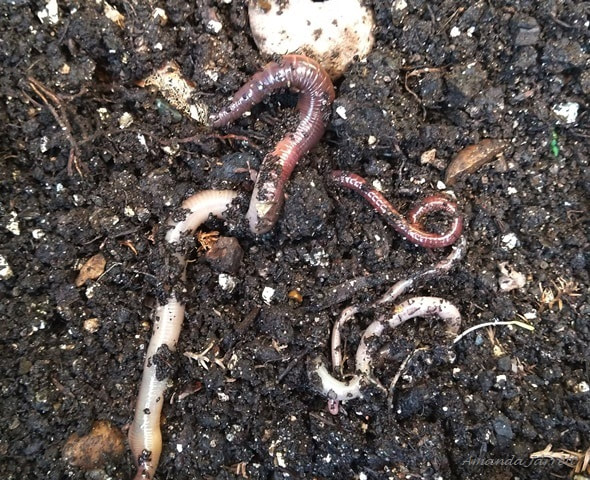 earthworms-healthy soil