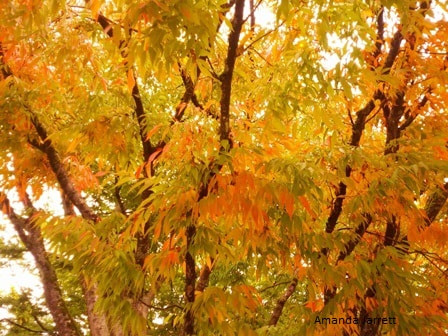 why leaves change colour in fall,Zelkova serrata autumn colours