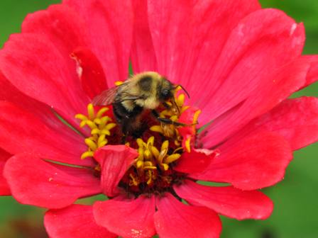 zinnias and pollinating insects,types of flowers for pollinators